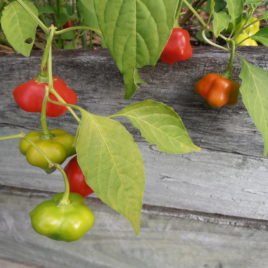 Mini Bell Pepper Seeds