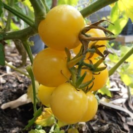 Lemon Drop Tomato Seeds