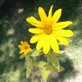 Mini Sunflower Seeds