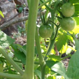 Tommy Toe Cherry Tomato Seeds