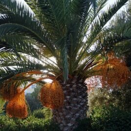 Date Palm Seeds