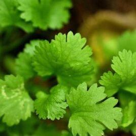 Coriander Seeds