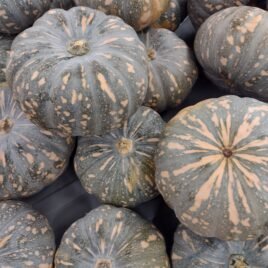 Kent Pumpkin Seeds