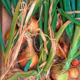 Brown Onion Seeds