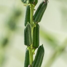 Black Sesame Seeds